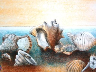 027 - Le Conchiglie  (The Shells) - cm. 50x70 - Litografia (Lithography)